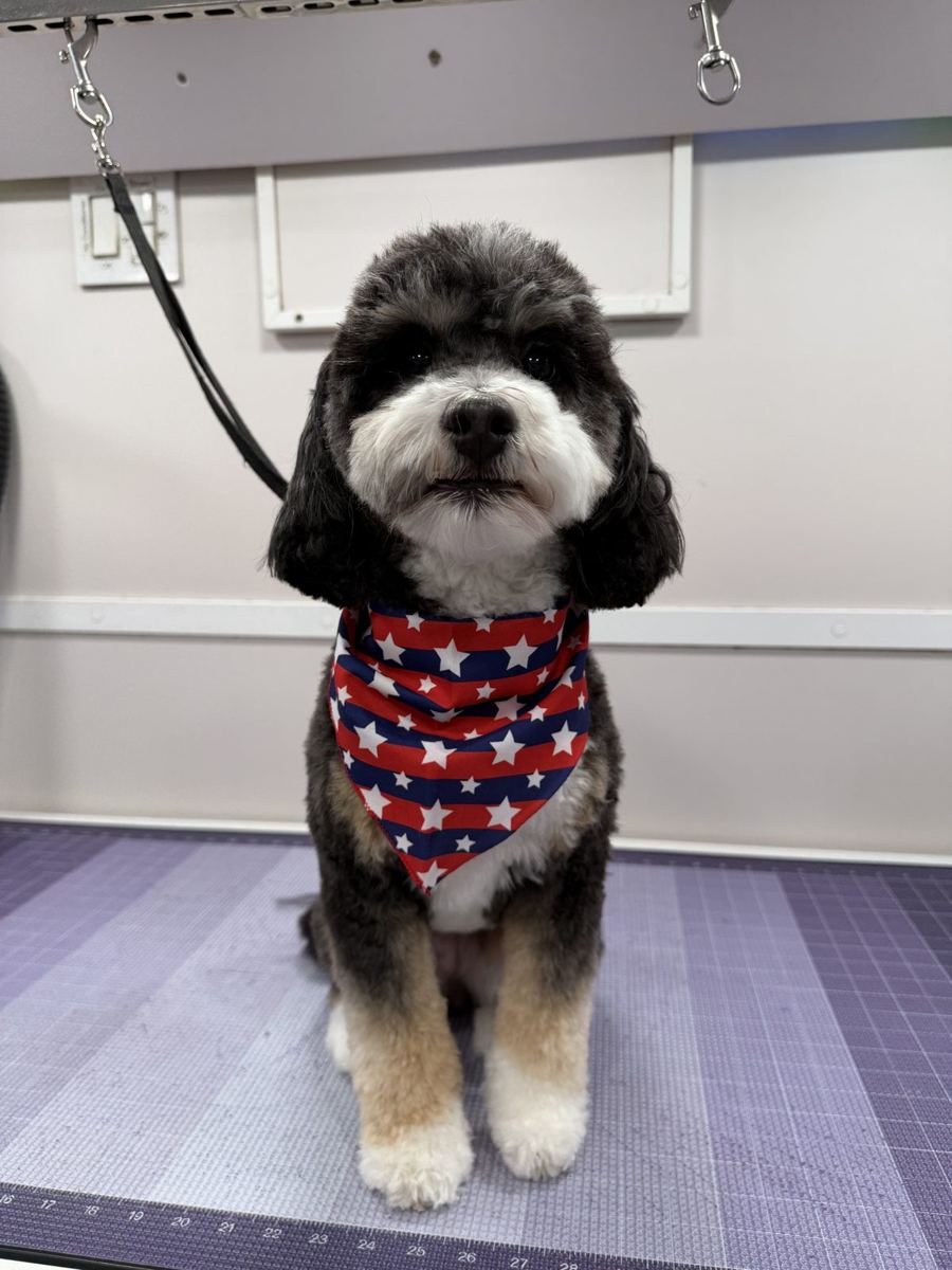 Bernedoodle in a star bandana after mobile grooming in Fulshear TX