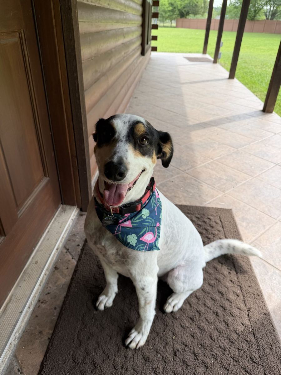Happy dog on the front porch at home in Brookshire TX