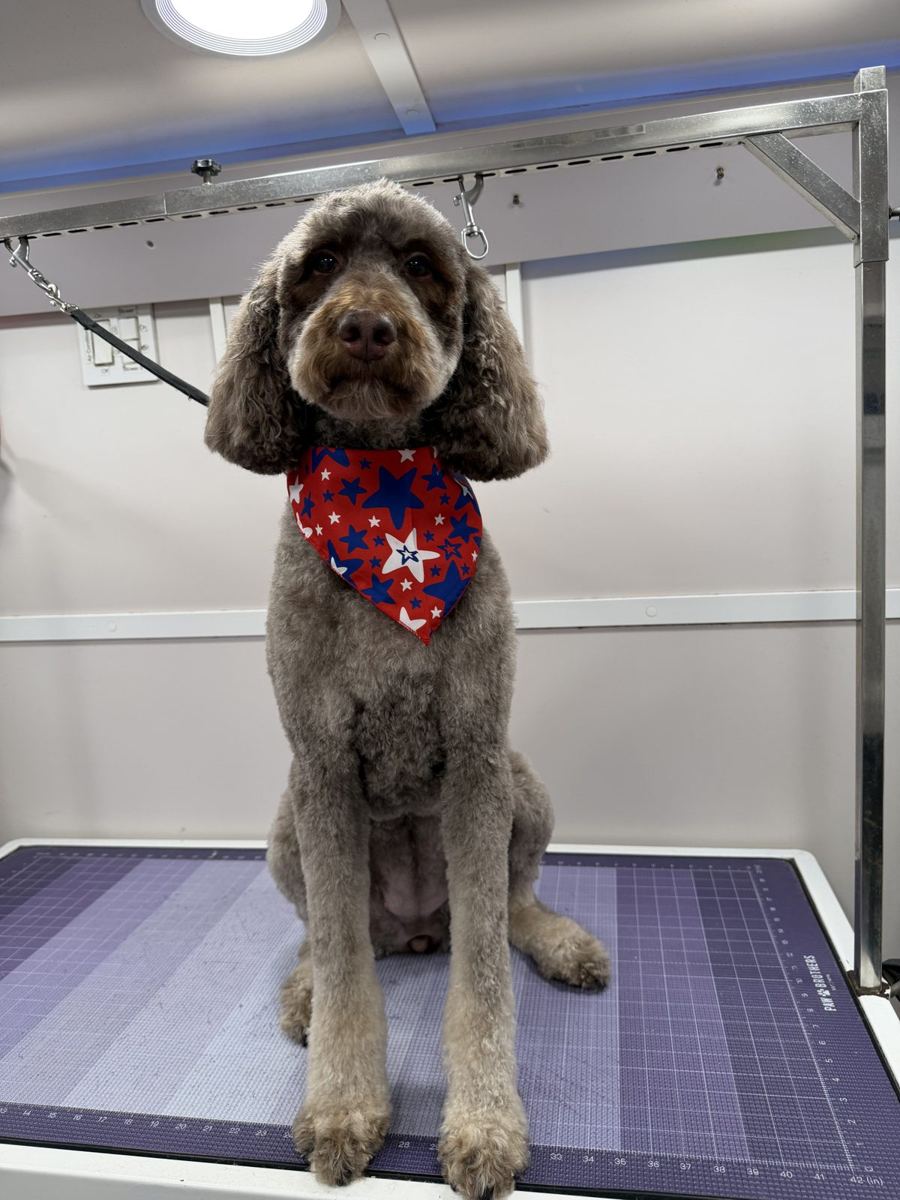 Freshly groomed doodle in the King of Tails van in Richmond TX