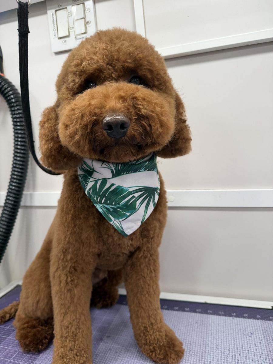 Red doodle with bandana after grooming
