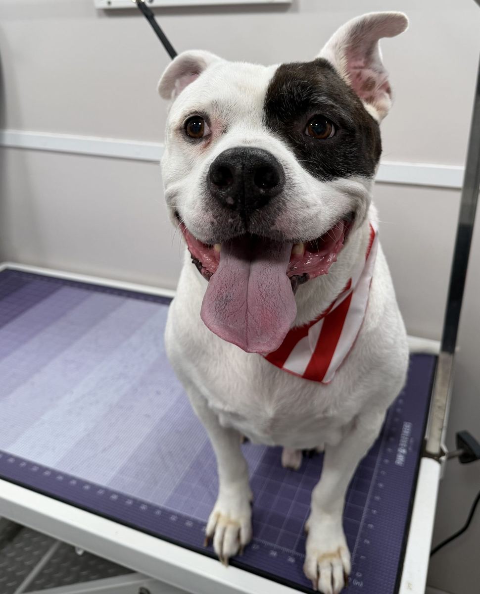 Grinning bulldog after a mobile groom near Wallis TX