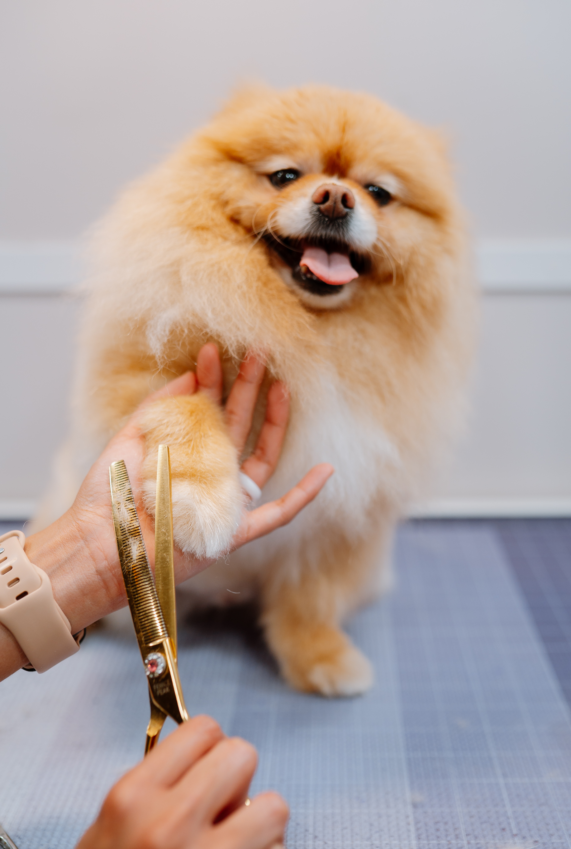 Pomeranian giving the groomer a paw during a mobile groom