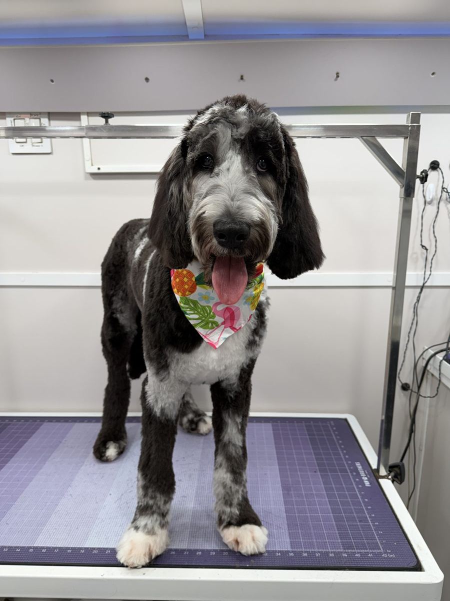 Sheepadoodle standing proud after a mobile groom in Katy TX