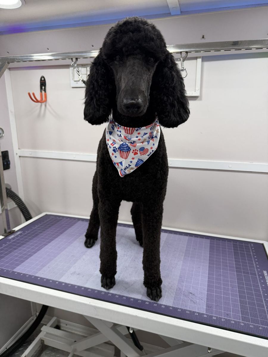 Standard poodle groomed in the mobile van near Simonton TX